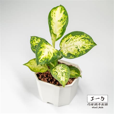 美國萬年青|花葉萬年青 Dieffenbachia seguine｜家居植